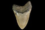 Fossil Megalodon Tooth - North Carolina #147523-1